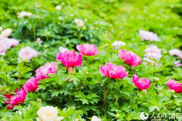 洛陽(yáng)國(guó)家牡丹園牡丹盛開(kāi)。 人民網(wǎng)記者 魯揚(yáng)攝