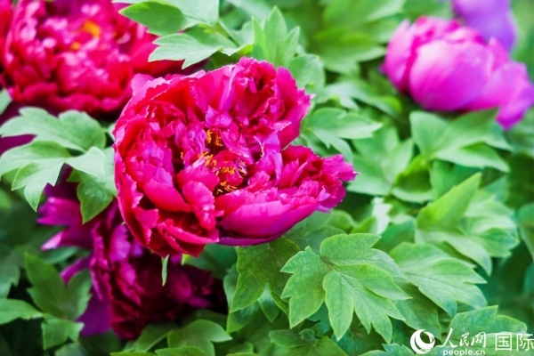 洛陽(yáng)國(guó)家牡丹園牡丹盛開(kāi)。 人民網(wǎng)記者 魯揚(yáng)攝