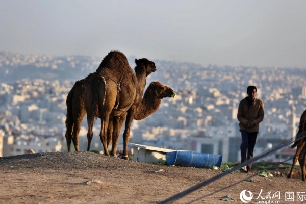 約旦首都阿曼街頭的駱駝。人民網(wǎng) 納達(dá)爾·達(dá)烏德攝