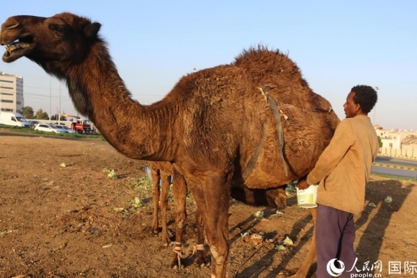 工人在給駱駝擠奶。人民網(wǎng) 納達(dá)爾·達(dá)烏德攝