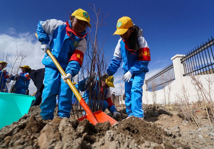 2025年4月25日，西藏那曲市小學(xué)生在植樹。新華社記者 晉美多吉 攝