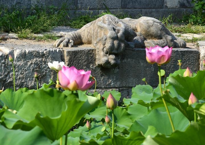 萬寧橋位于北京地安門外大街中部、什剎海東岸，是北京中軸線上最古老的橋梁，至今已有700多年歷史。近年來，北京市持續(xù)為萬寧橋“瘦身減負(fù)”，橋體風(fēng)貌得以完整展現(xiàn)，方便游客走近欣賞，深入了解古橋承載的價(jià)值和內(nèi)涵。這是2023年7月18日拍攝的北京萬寧橋橋東的鎮(zhèn)水獸。
